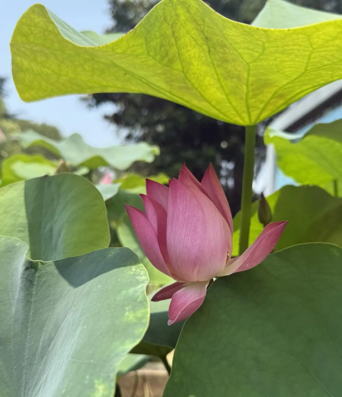 夏日氛围感拉满！合肥第一波打卡点来了